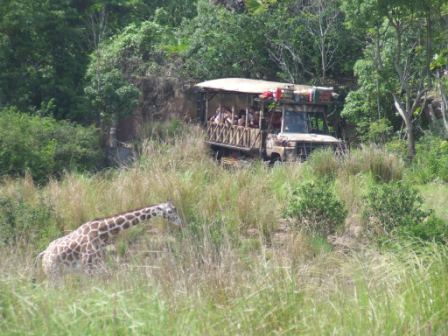 De bus waarmee we op safari gingen en op de voorgrond een jonge giraffe